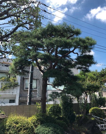 アカマツの剪定、葉もみの様子 | 植木屋ブログ